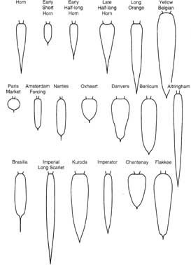 Typical shapes of a diverse collection of carrot cultivars